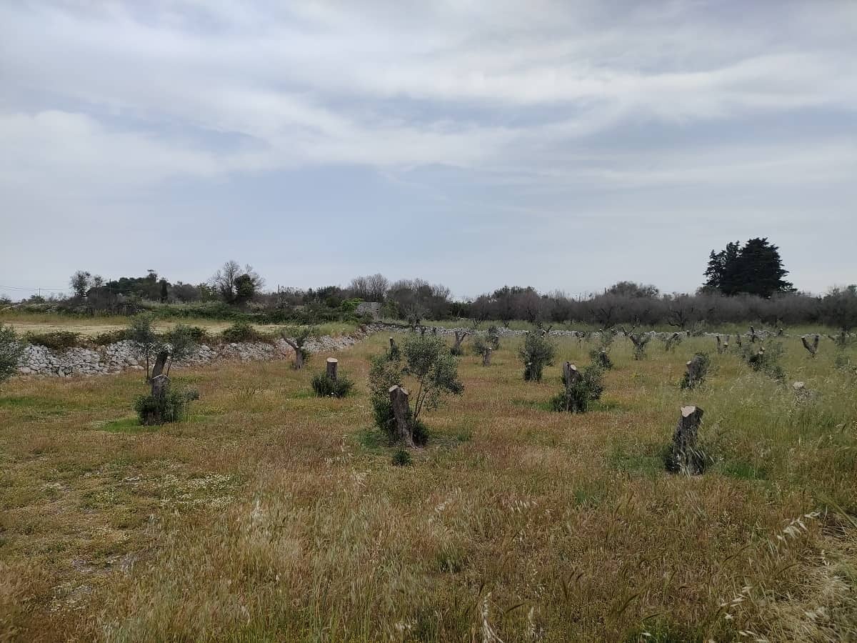Døde oliventrær
