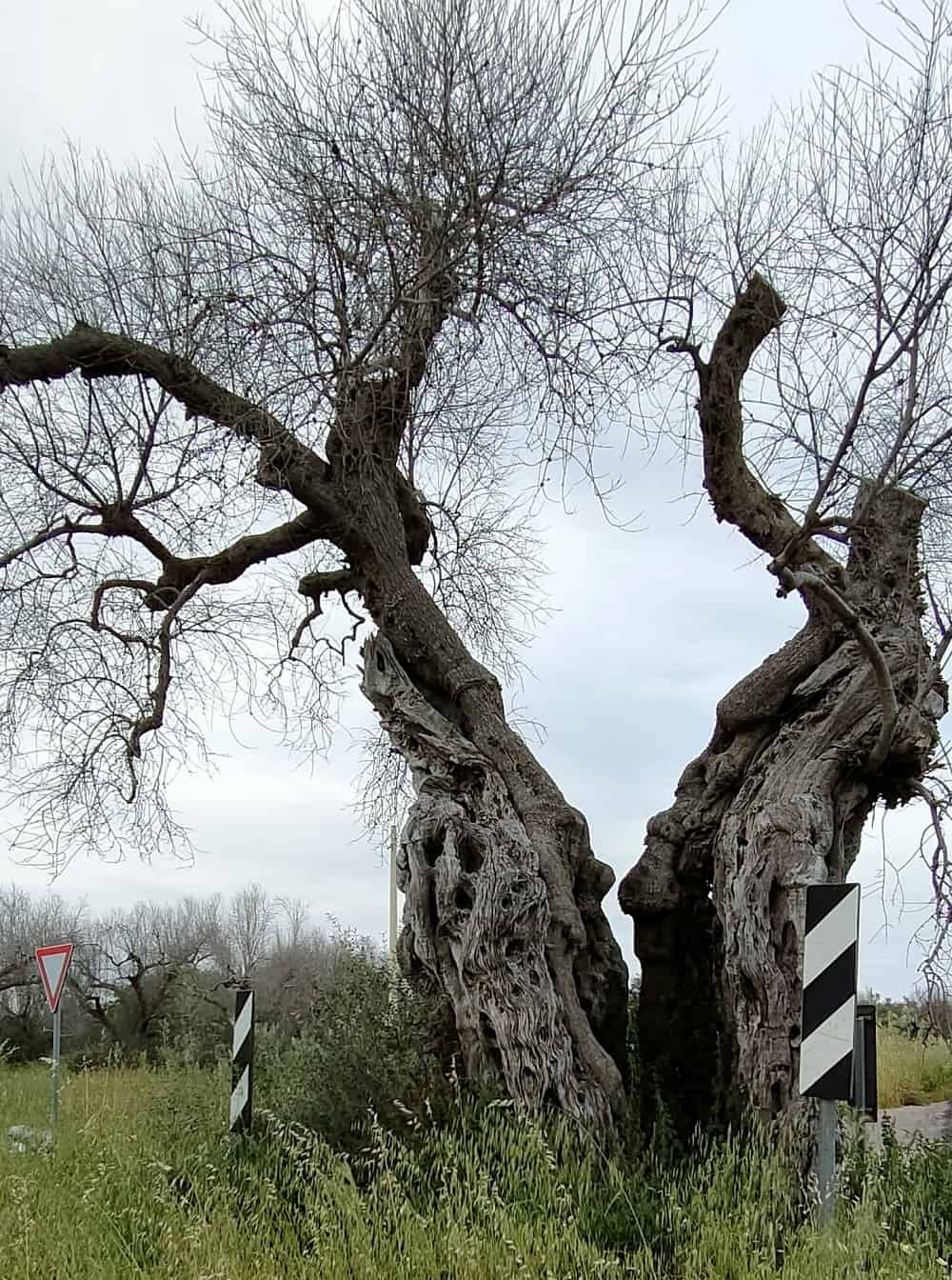 Stort dødt oliventre