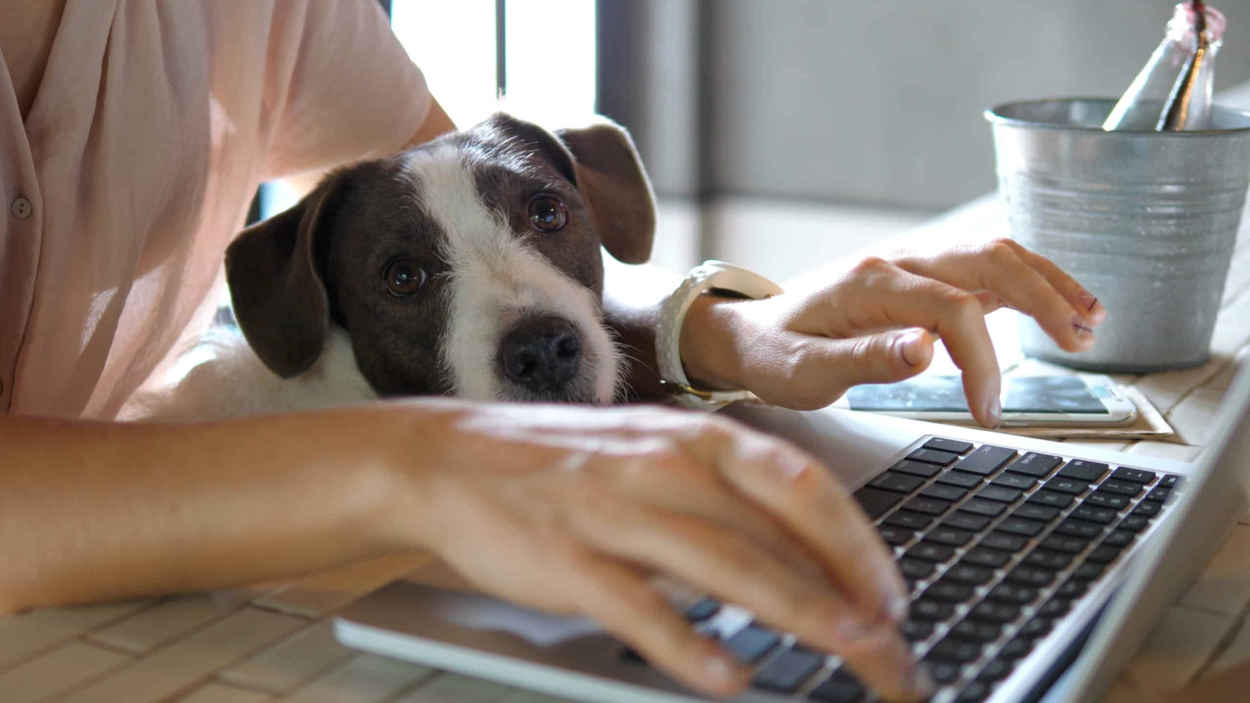 Et tastatur og en hund Et tastatur og en hund